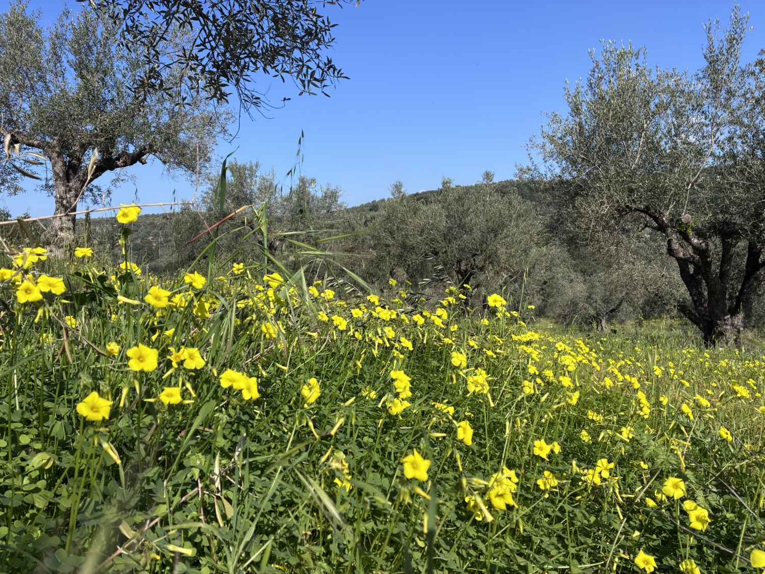 image00041